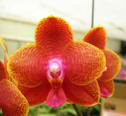 Phalaenopsis Sogo Lawrence x (Phalaenopsis Sogo Lawrence x Phalaenopsis Yungho Princess Gelb)