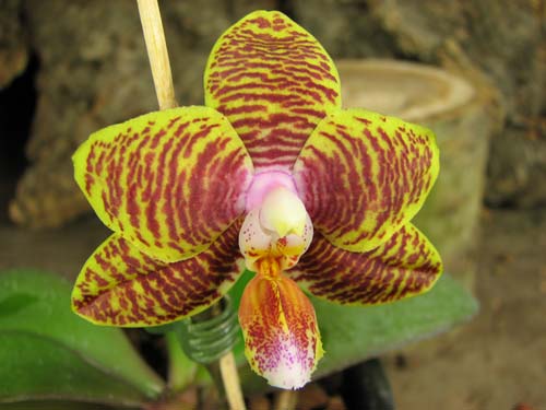 Phalaenopsis Sogo Lawrence x Phalaenopsis Kung's Red Cherry