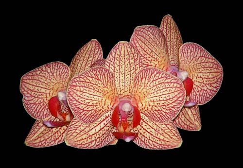 Phalaenopsis New Brother Girl