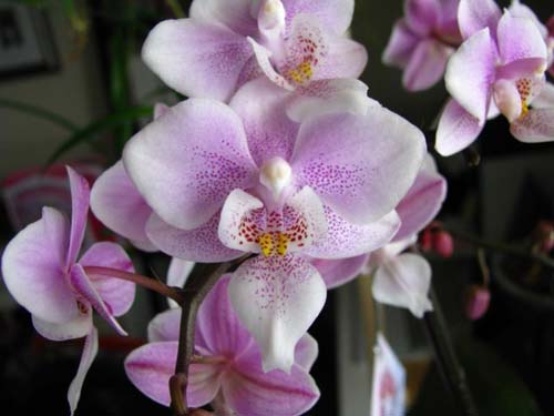 Phalaenopsis Jiaho's Pink Girl