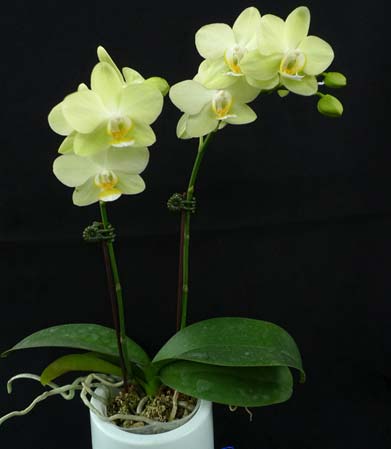 Phalaenopsis Green Pixie