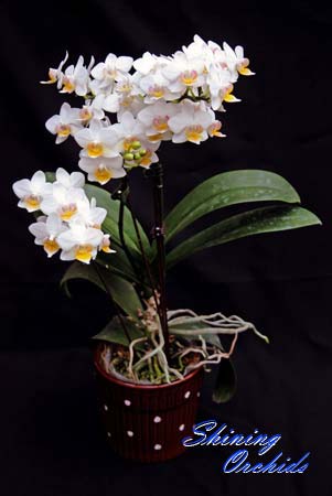 Phalaenopsis Lius Fantasy