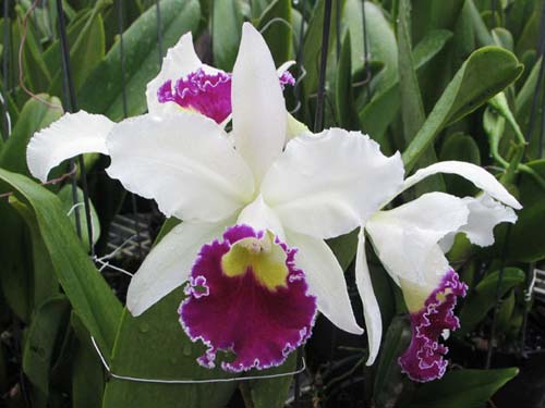 Laeliocattleya Persepolis x Laeliocattleya Chian-Tzy Lass