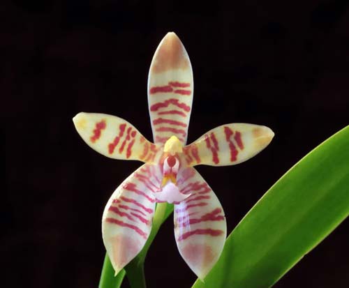 Phalaenopsis tetraspis x cornu-cervi