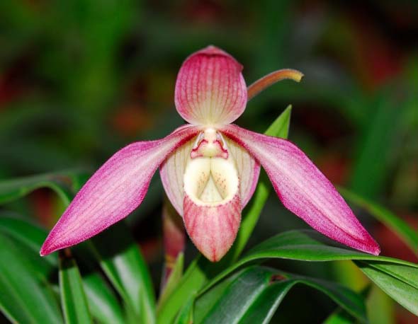 Phragmipedium Petit Anquette (pearcei x dalessandroi)