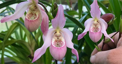 Phragmipedium Carol Kanzer (Phragmipedium pearcei x schlimii)