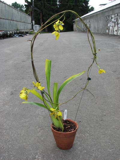 Cyrtochilum macranthum