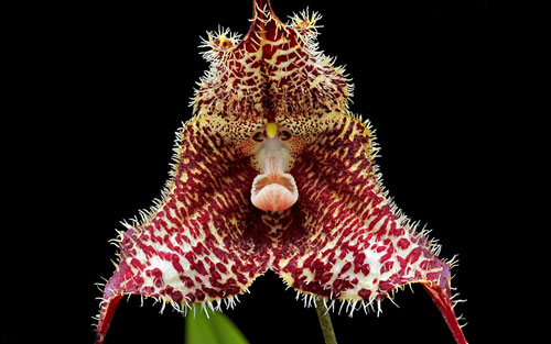 Dracula wallisii