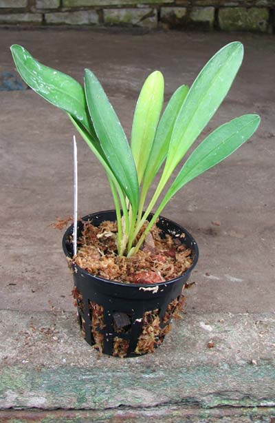Masdevallia coccinea dark