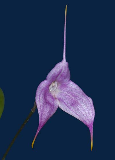Dracula gigas x Masdevallia veitchiana