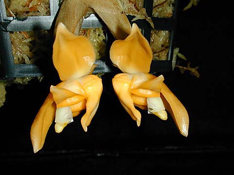 Stanhopea annulata