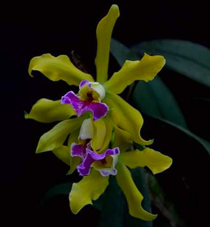 Laelia xanthina x Cattleya schilleriana