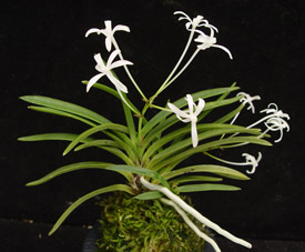 Neofinetia falcata 'Hoshi Guruma'