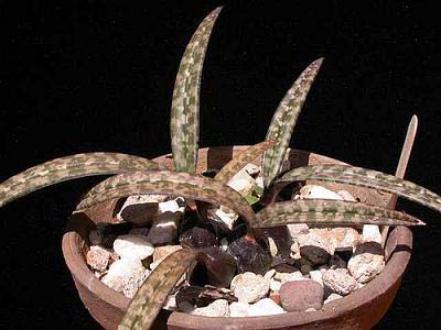 Oeceoclades spathulifera