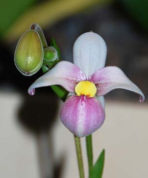Phragmipedium schlimii