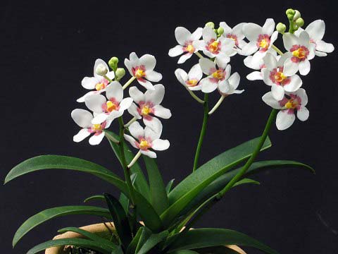 Sarcochilus hartmannii