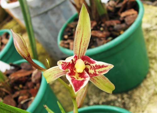 Cymbidium sinense 'Formosa Fairy'