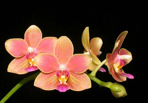 Phalaenopsis Tzu Chiang Balm 'ORCHIS'
