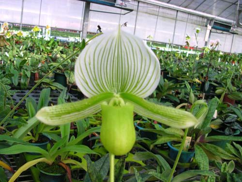 Paphiopedilum Silver Fleuret 'Green Land' x Mystic Jewel 'Hsiao'