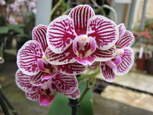 Phalaenopsis Taida King's Caroline 'Taida Little Zebra'