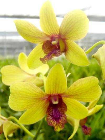 Dendrobium Burana Jade x Salaya Gold