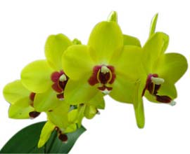 Phalaenopsis (Sogo David x Taiwan Peacock) 'ORCHIS'