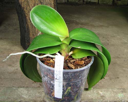 Doritaenopsis Mary Ames x Phalaenopsis Ever Spring Girl