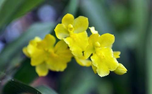 Howeara Chian-Tzy Lovely 'CT Moon Beauty'