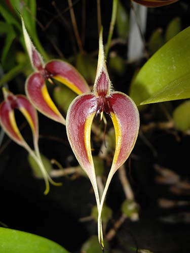 Bulbophyllum blumei