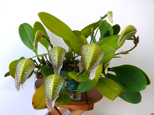 Bulbophyllum Hsinying Grand-arfa