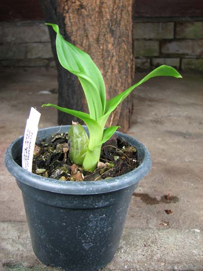 Lycaste 'Alan Salman' x Anguloa clowesii