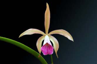 Brassavola tuberculata x Cattleya granulosa