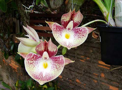 Catasetum (pileatum x Suzan Fuchs)