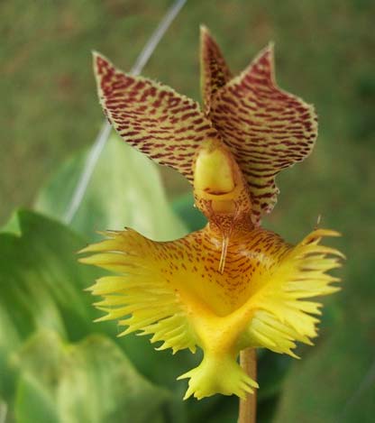 Catasetum fimbriatum (amarelo x bronze)