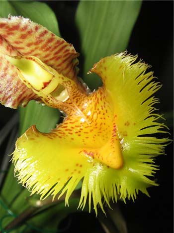 Catasetum fimbriatum (aureo x morrenianum)