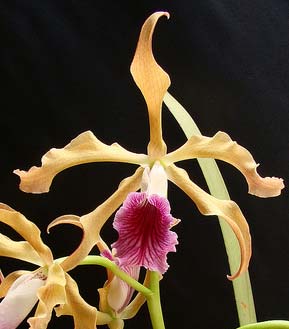 Laelia grandis (vinicolor x vinicolor)