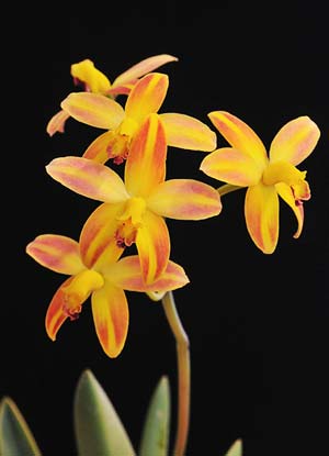 Laelia briegerii flamea