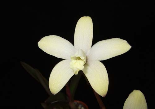 Laelia ghillanyi 'palha'