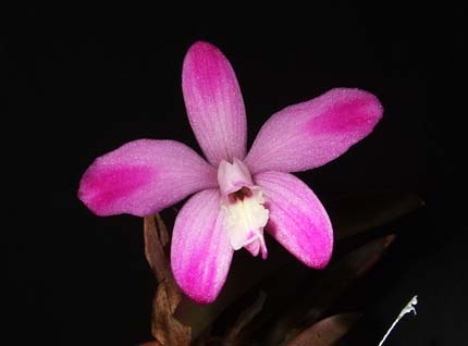 Laelia ghillani (flamea x flamea)