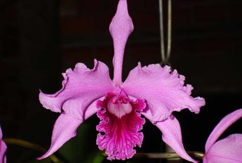 Laelia lobata