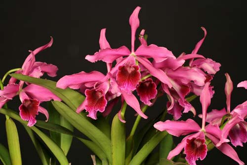 Laelia Pacavia (Laelia purpurata x Laelia tenebrosa)