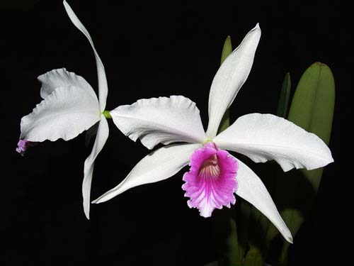 Laelia purpurata 'Roxo Bispo'
