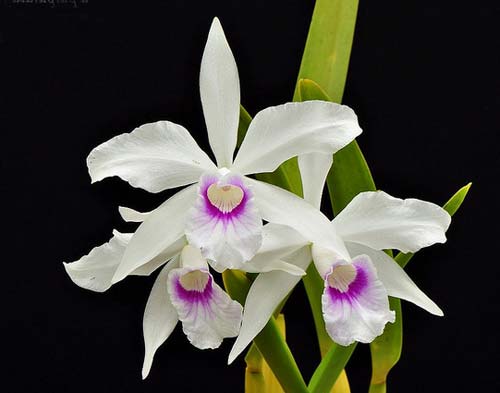 Laelia purpurata (Anelata 'Adans' x Anelata)