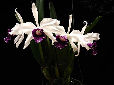 Laelia purpurata (Schusteriana x aco do Clito)