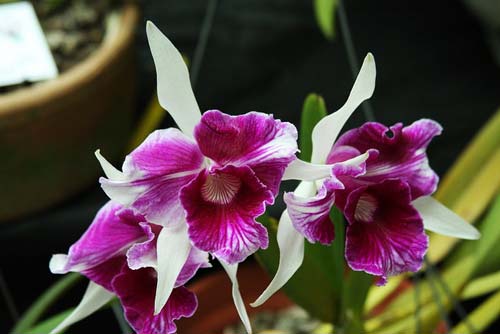 Laelia purpurata (trilabelo x Striata orla bca 'Cheida')