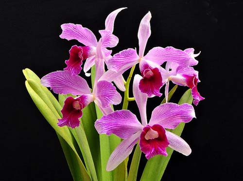 Laelia purpurata striata (Orla branca 'Cheida' x 'Bela Vista')