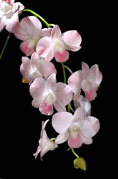 Dendrobium Airy Peach