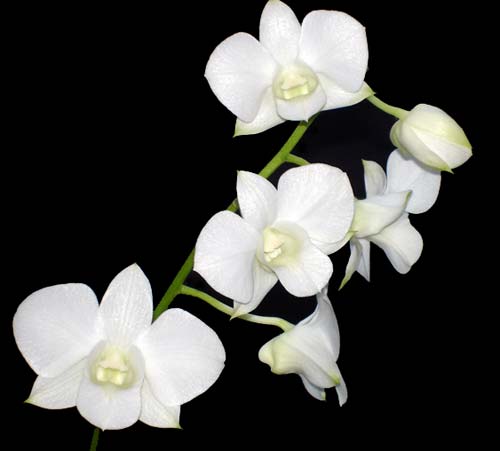 Dendrobium Airy White