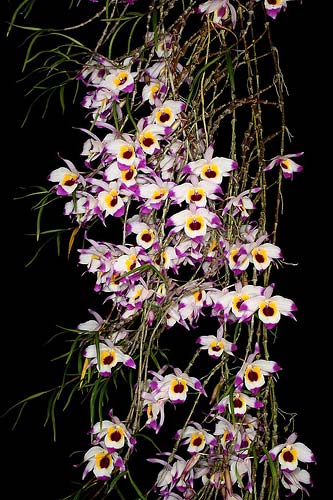 Dendrobium falconeri
