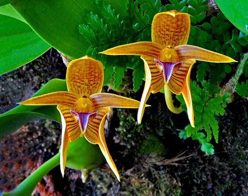 Bulbophyllum smitinandii
